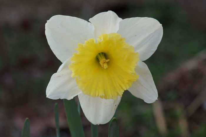 수선화 - daffodil, Narcissus tazetta var. chinensis