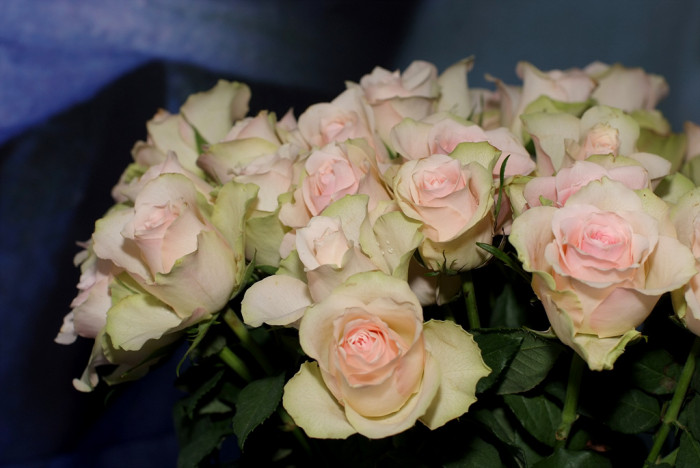 장미 - Rose, Rosa hybrida