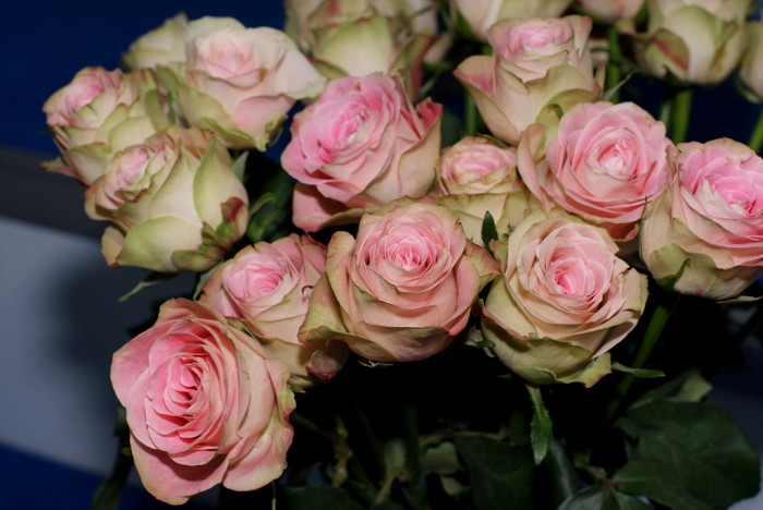 장미 - Rose, Rosa hybrida