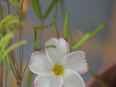 바람개비사랑초 사진 - Oxalis versicolor Photos