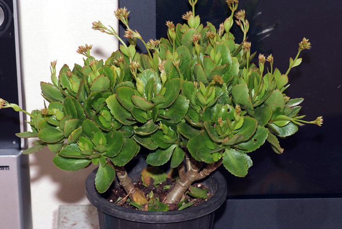 카랑코에 - Kalanchoe, Kalanchoe blossfeldiana