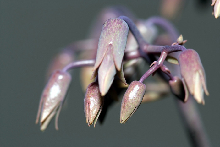 만손초 - Kalanchoe pinnata