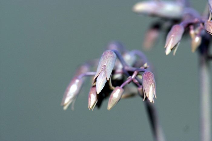 만손초 - Kalanchoe pinnata