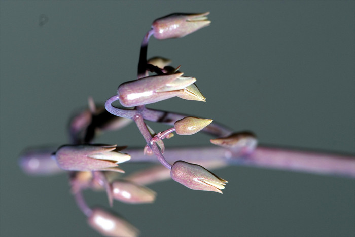 만손초 - Kalanchoe pinnata