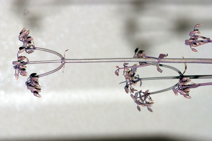 만손초 - Kalanchoe pinnata