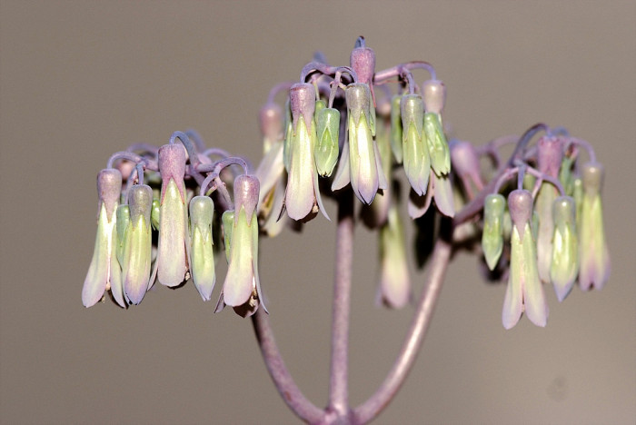 만손초 - Kalanchoe pinnata