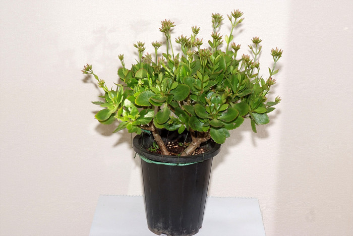 카랑코에 - Kalanchoe, Kalanchoe blossfeldiana