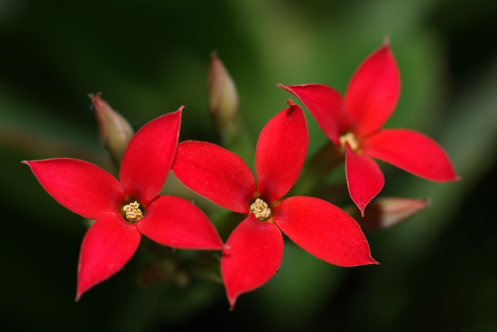 카랑코에 - Kalanchoe, Kalanchoe blossfeldiana