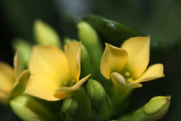 카랑코에 - Kalanchoe, Kalanchoe blossfeldiana