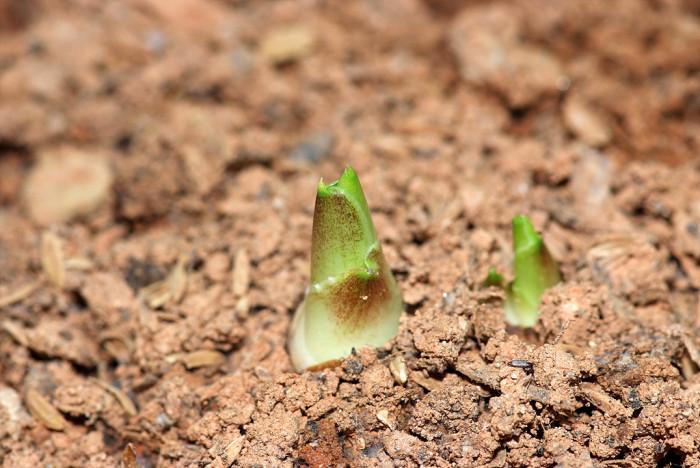 칼라 - calla, Zantedeschia aethiopica