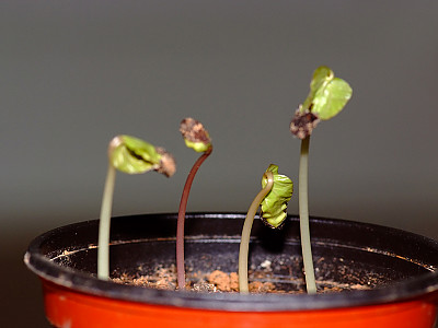 나팔꽃 사진 - Pharbitis nil (L.) Choisy Photos
