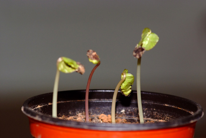 나팔꽃 - morning glory, Pharbitis nil (L.) Choisy