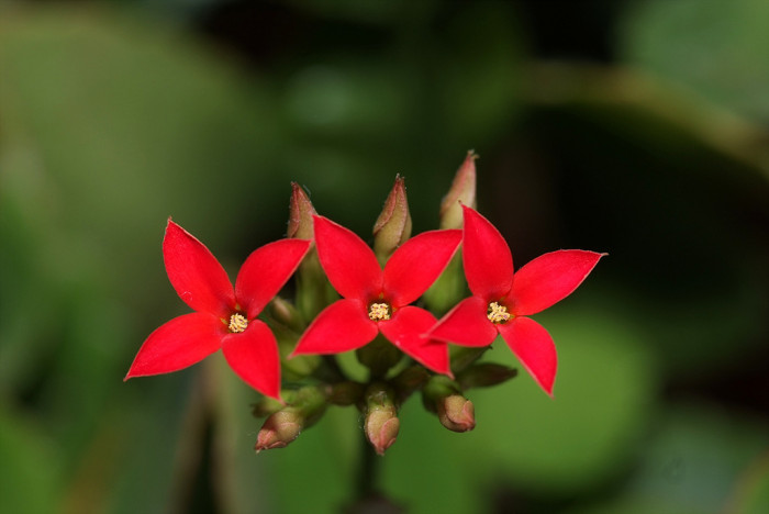 카랑코에 - Kalanchoe, Kalanchoe blossfeldiana