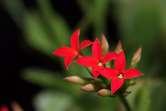 카랑코에 - Kalanchoe, Kalanchoe blossfeldiana