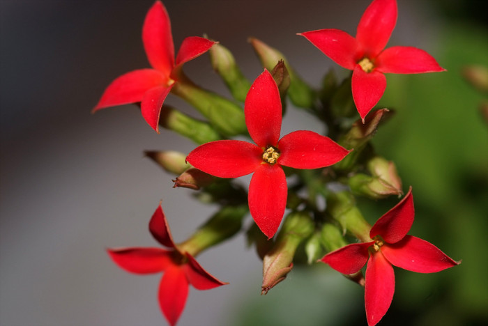 카랑코에 - Kalanchoe, Kalanchoe blossfeldiana