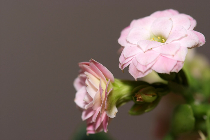 카랑코에 - Kalanchoe, Kalanchoe blossfeldiana
