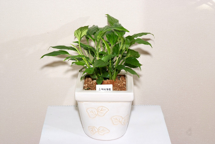 스파티필럼 - Peace Lily, Spathiphyllum