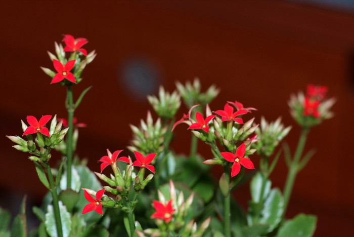 카랑코에 - Kalanchoe, Kalanchoe blossfeldiana