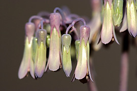 만손초 - Kalanchoe pinnata