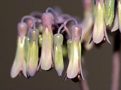 만손초 사진 - Kalanchoe pinnata Photos