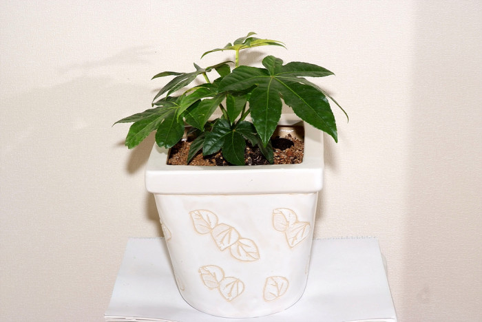 팔손이 - False aralia, Fatsia japonica (Thunb.) Decne. & Planch.