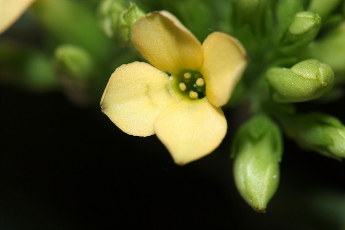 카랑코에 - Kalanchoe, Kalanchoe blossfeldiana