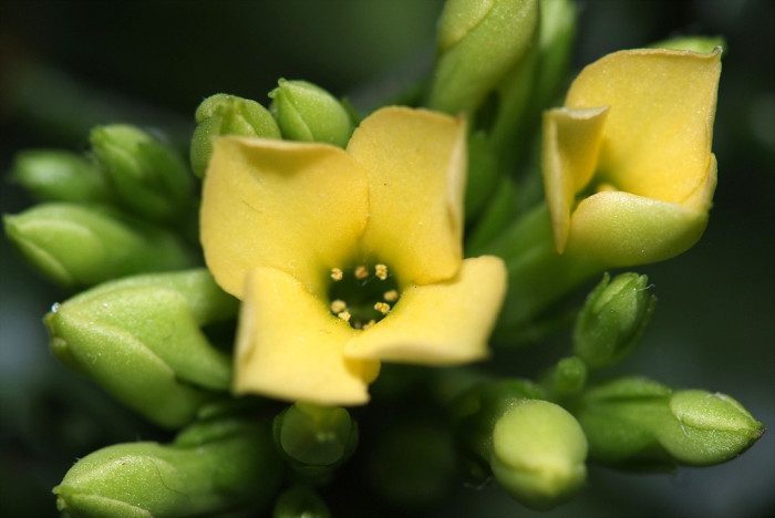 카랑코에 - Kalanchoe, Kalanchoe blossfeldiana
