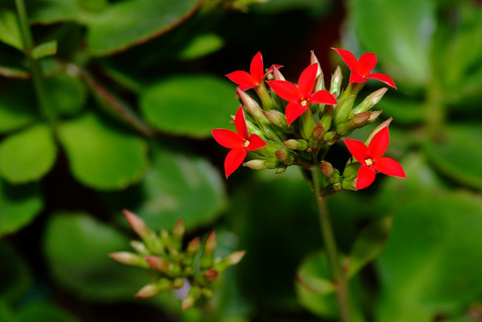카랑코에 - Kalanchoe, Kalanchoe blossfeldiana