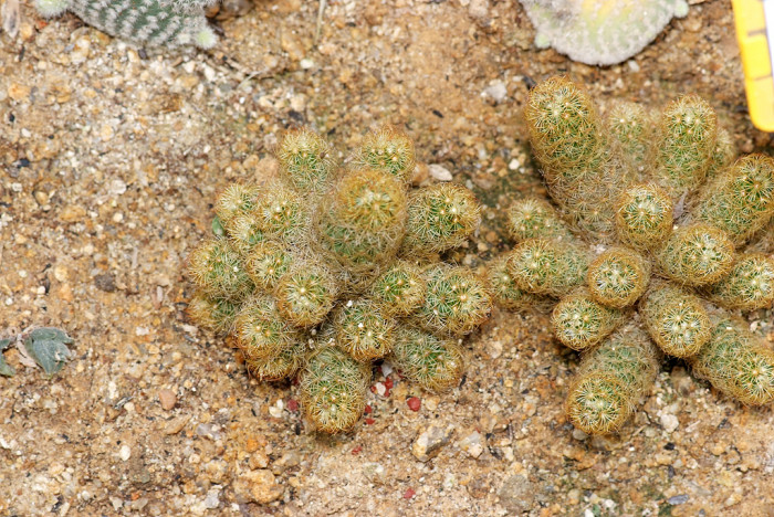 선인장 - Opuntia ficus-indica Mill.