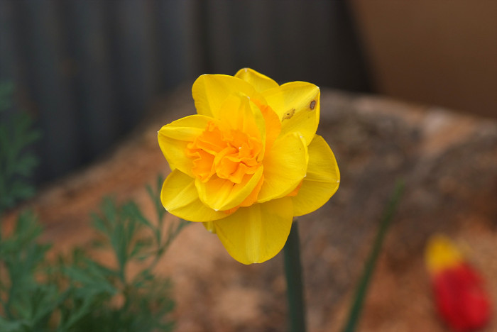 수선화 - daffodil, Narcissus tazetta var. chinensis