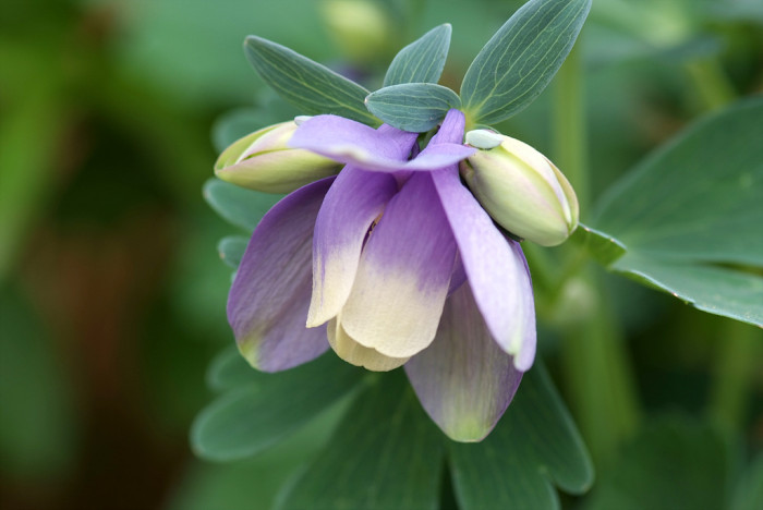 하늘매발톱 - shape columbine, Aquilegia flabellata Siebold & Zucc. var. pumila (Huth) Kudo