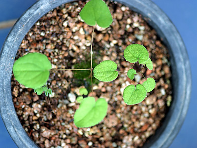 삼지구엽초 사진 - Epimedium koreanum Nakai Photos