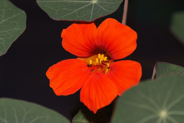 한련 - Garden nasturtium, Tropaeolum majus L.