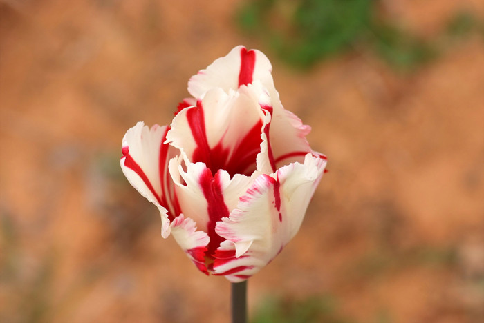 튤립 - Tulip, Tulipa gesneriana