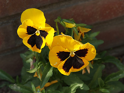 팬지 사진 - Viola tricolor L. Photos