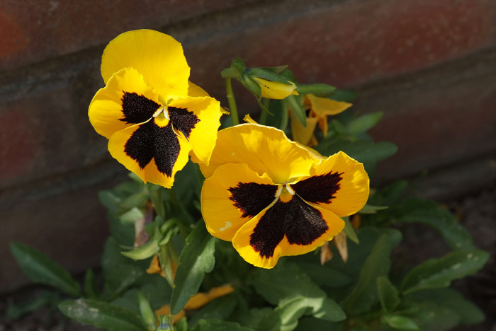팬지 - Pansy, Viola tricolor L.