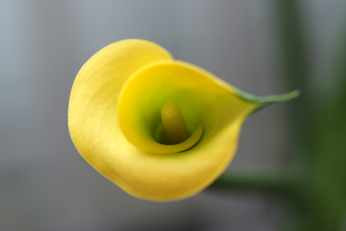 칼라 - calla, Zantedeschia aethiopica
