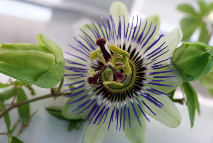 시계초 - passion flower, Passiflora caerulea