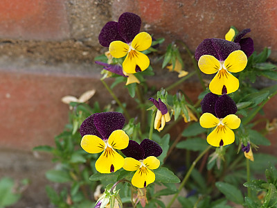 삼색제비꽃 사진 - Viola tricolor L. Photos