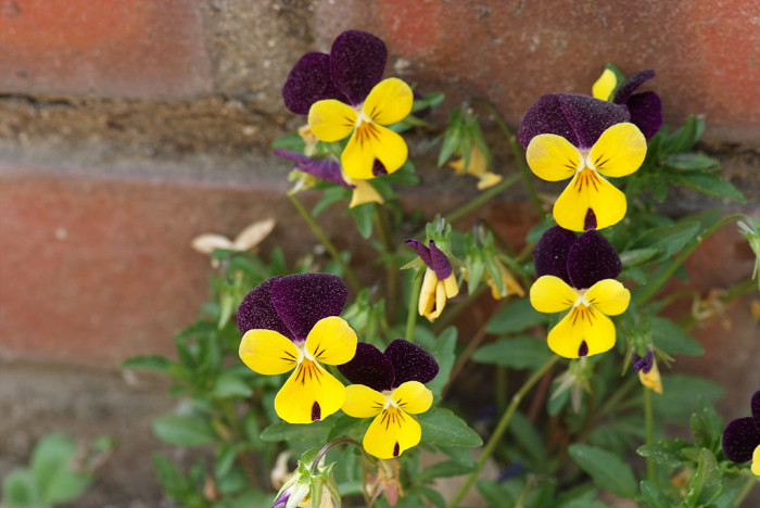 삼색제비꽃 - heartsease, Viola tricolor L.