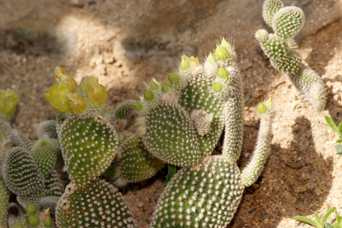 선인장 - Opuntia ficus-indica Mill.