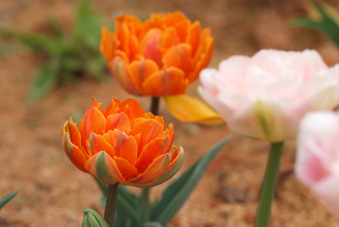 튤립 - Tulip, Tulipa gesneriana