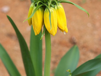 프리틸라리아 사진 - Fritillaria imperialis Photos