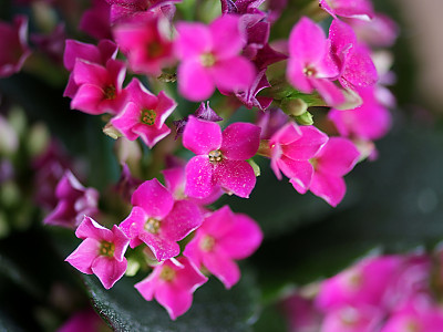 카랑코에 사진 - Kalanchoe blossfeldiana Photos