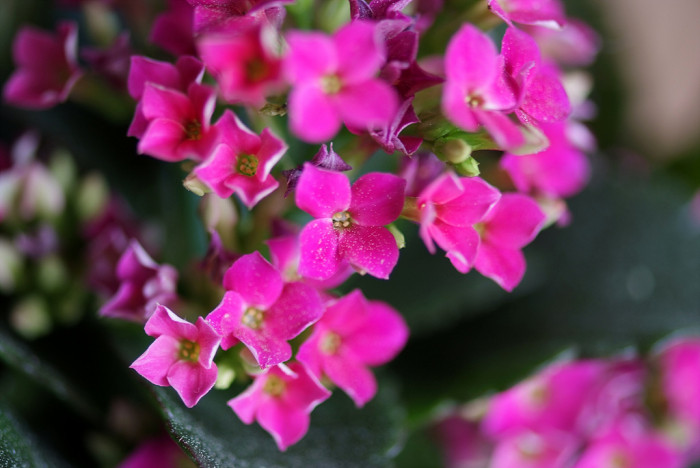 카랑코에 - Kalanchoe, Kalanchoe blossfeldiana