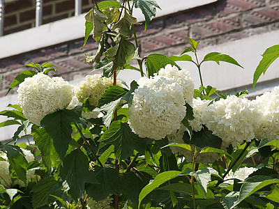 나무수국 사진 - Hydrangea paniculata Siebold for. paniculata Photos