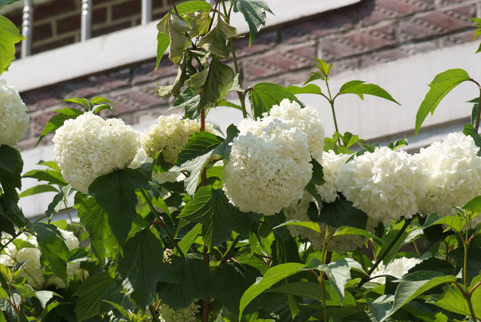 나무수국 - 스노우볼, Hydrangea paniculata Siebold for. paniculata