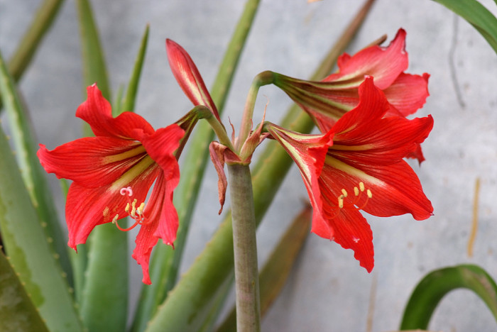 아마릴리스 - amaryllis, Hippeastrum puniceum (Lam.) Voss