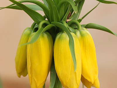 프리틸라리아 사진 - Fritillaria imperialis Photos