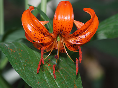 털중나리 사진 - Lilium amabile Photos